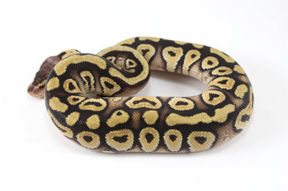 Pastel Phantom Ball Python All Reptiles