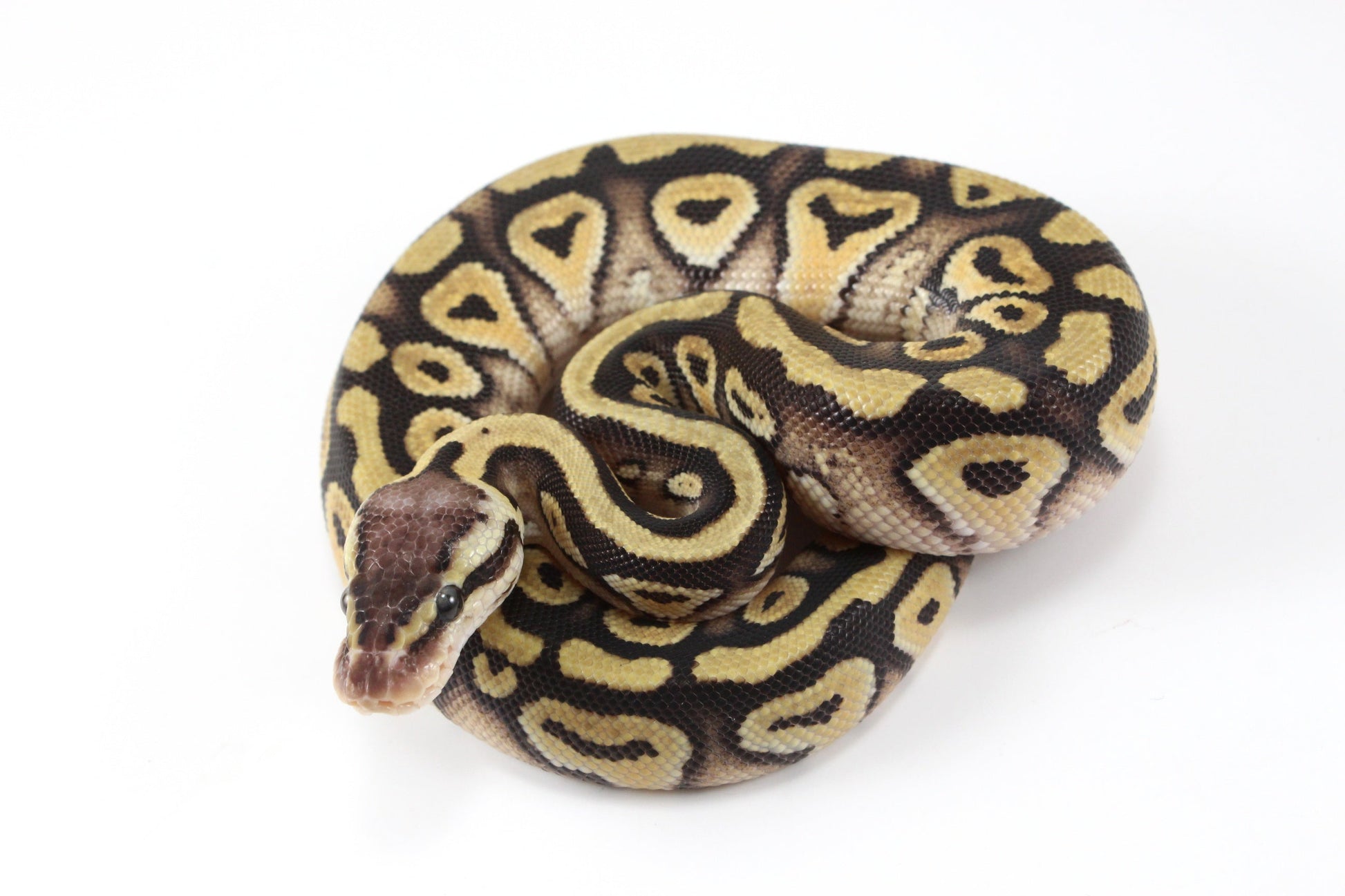 Pastel Phantom Ball Python All Reptiles