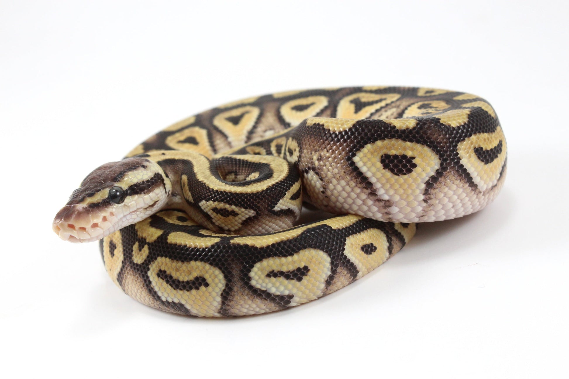 Pastel Phantom Ball Python All Reptiles