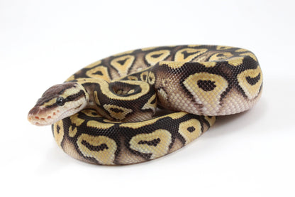 Pastel Phantom Ball Python All Reptiles
