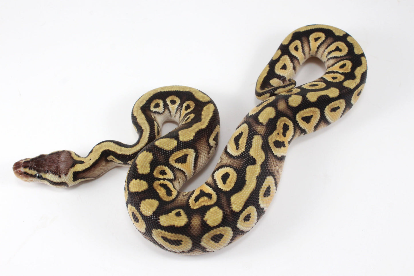 Pastel Phantom Ball Python All Reptiles
