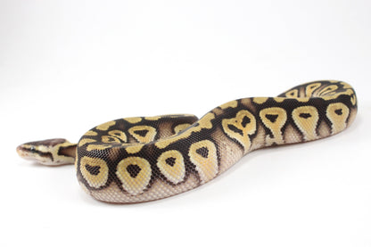 Pastel Phantom Ball Python All Reptiles