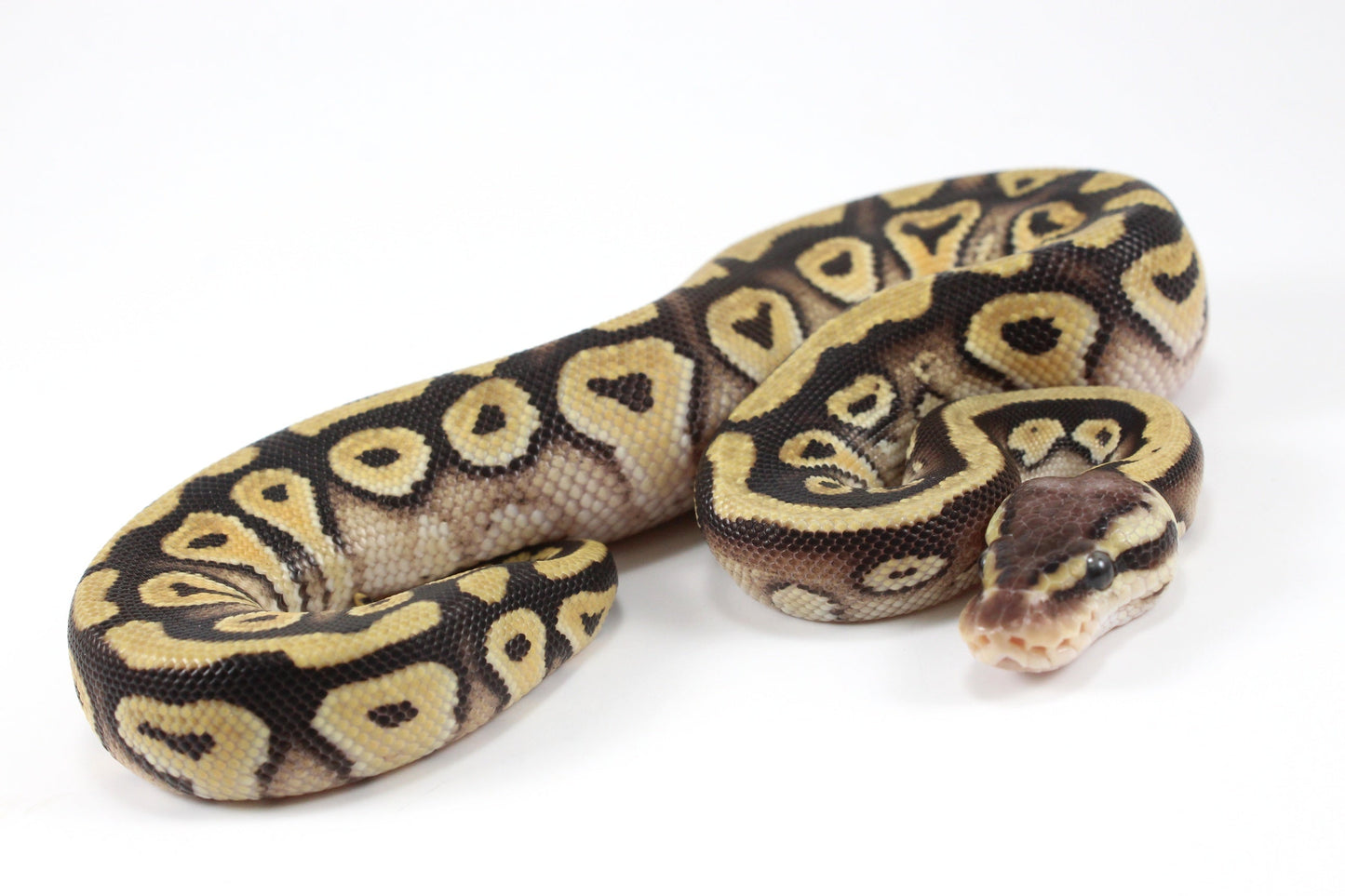 Pastel Phantom Ball Python All Reptiles