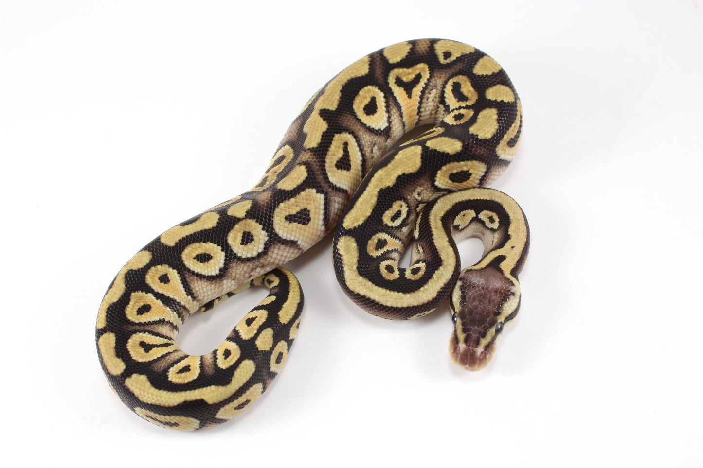 Pastel Phantom Ball Python All Reptiles