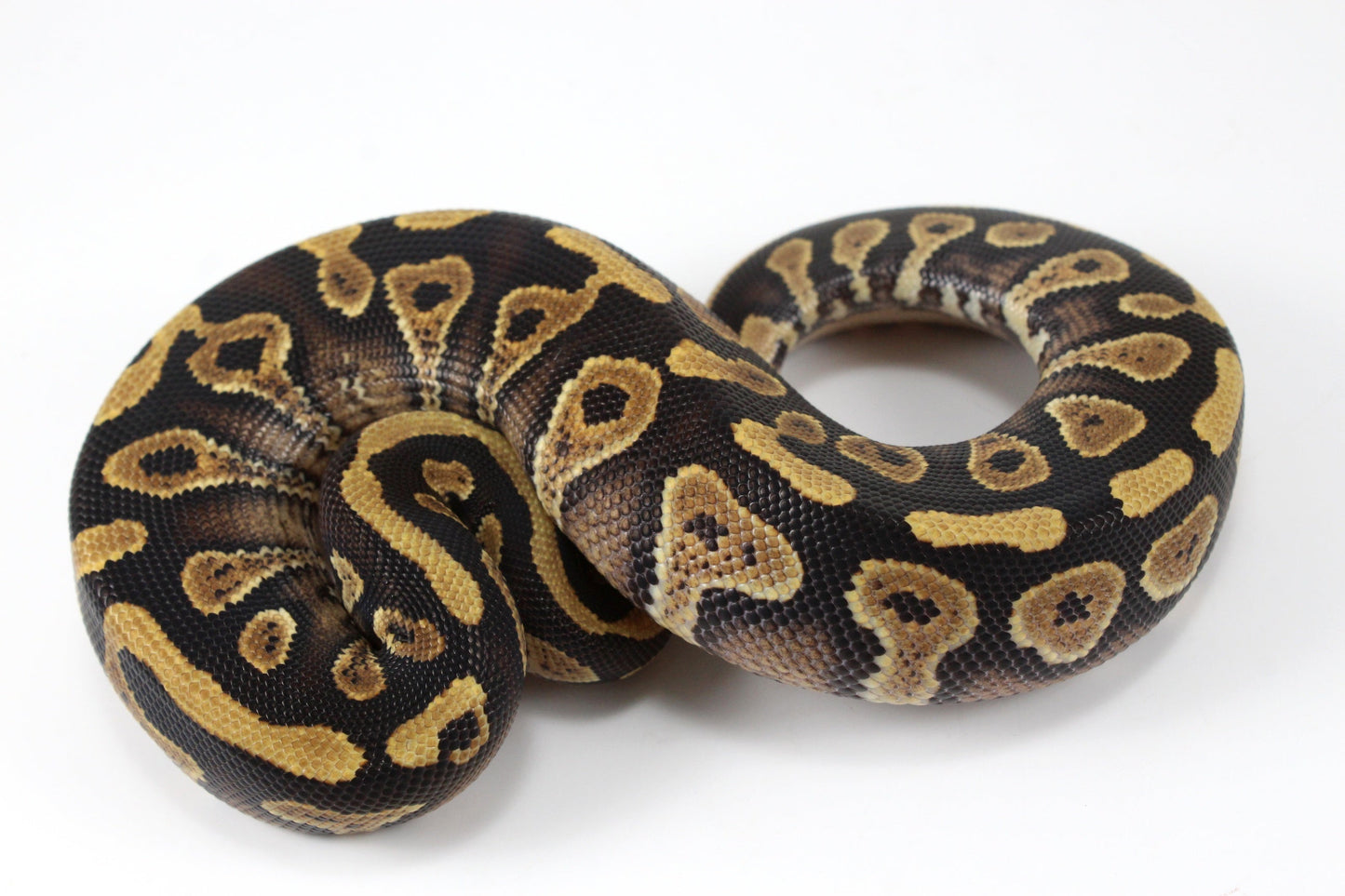 Yellow Belly / Asphalt Ball Python All Reptiles
