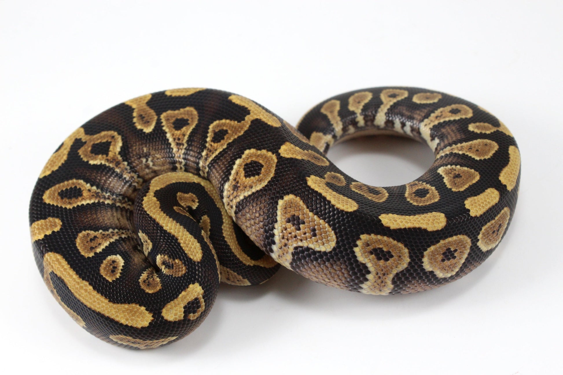 Yellow Belly / Asphalt Ball Python All Reptiles