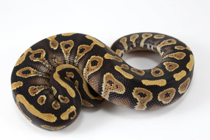 Yellow Belly / Asphalt Ball Python All Reptiles