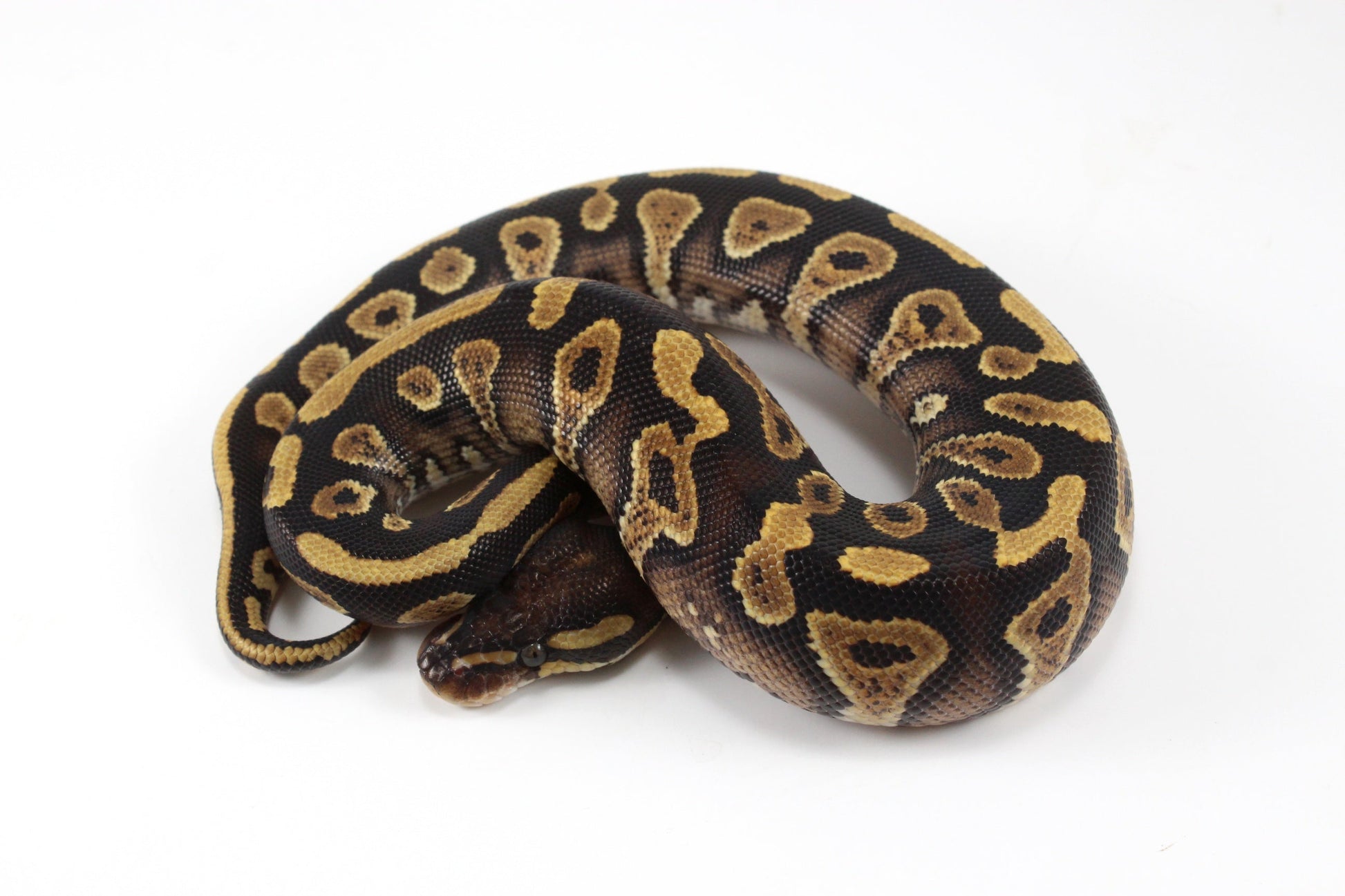 Yellow Belly / Asphalt Ball Python All Reptiles