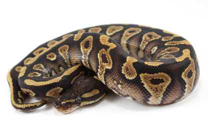 Yellow Belly / Asphalt Ball Python All Reptiles