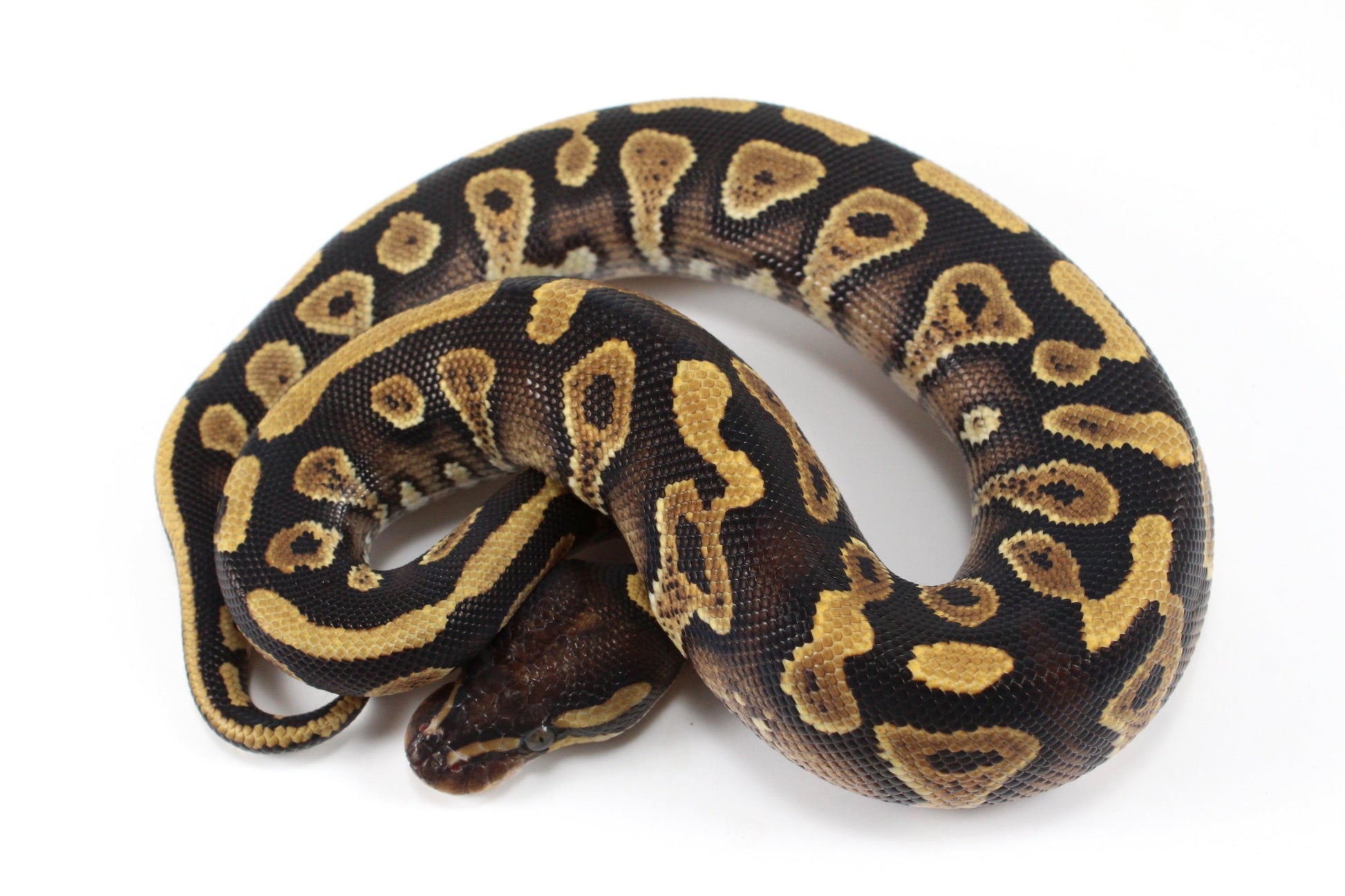 Yellow Belly / Asphalt Ball Python All Reptiles