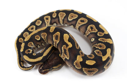 Yellow Belly / Asphalt Ball Python All Reptiles