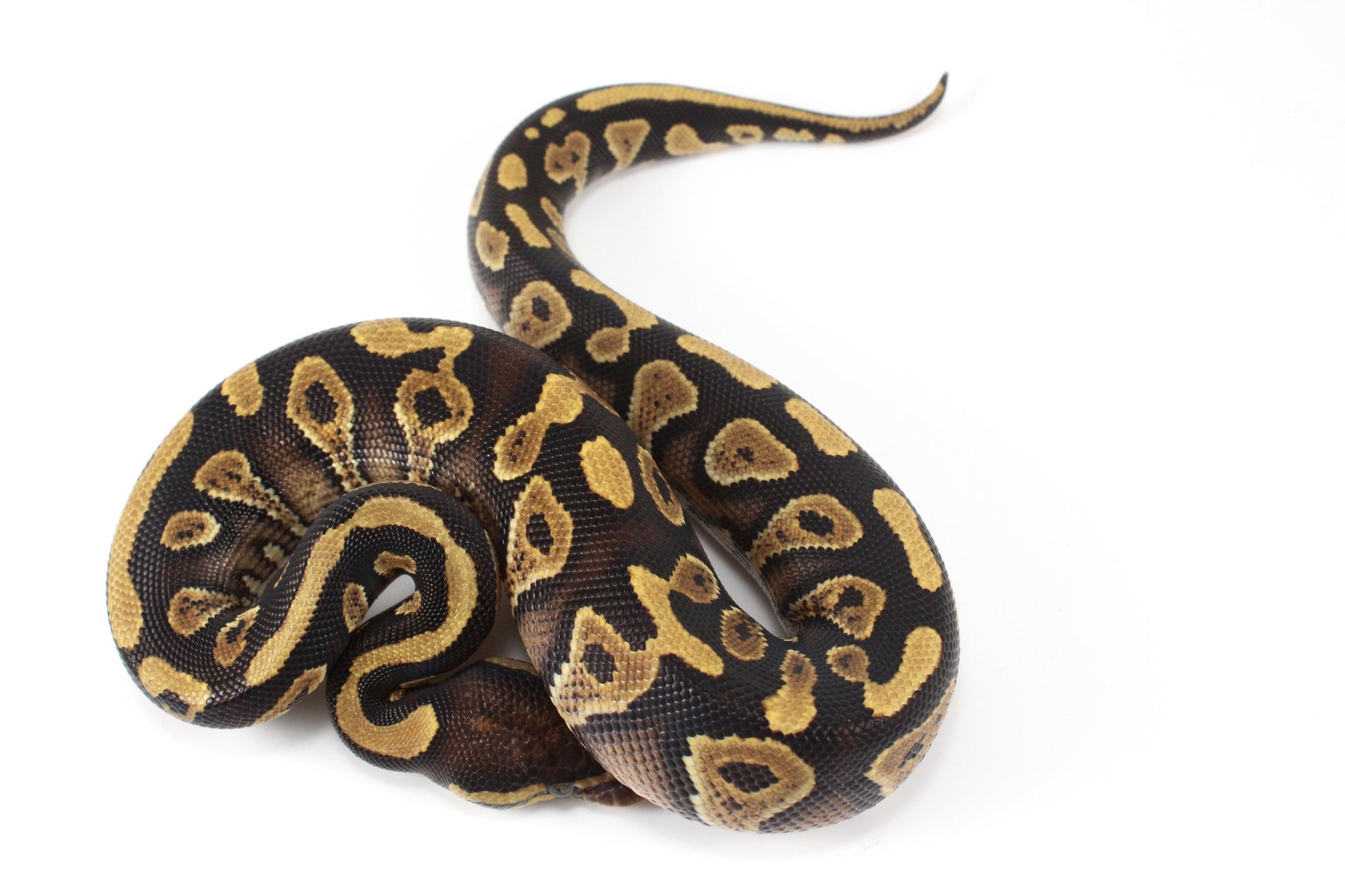 Yellow Belly / Asphalt Ball Python All Reptiles