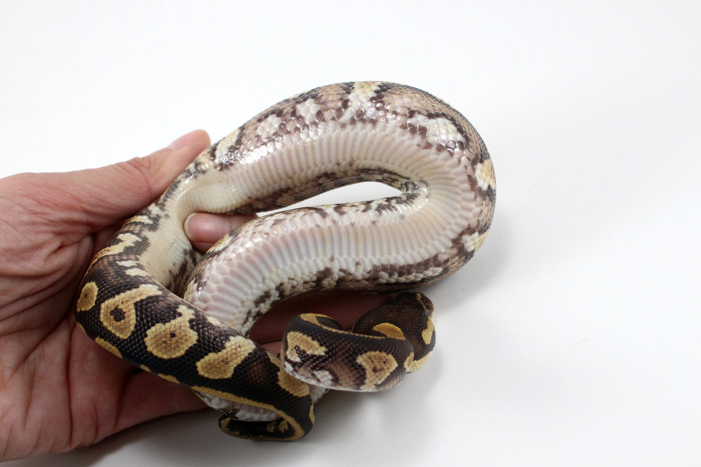 Yellow Belly / Asphalt Ball Python All Reptiles