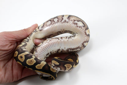 Yellow Belly / Asphalt Ball Python All Reptiles