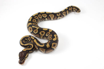 Yellow Belly / Asphalt Ball Python All Reptiles