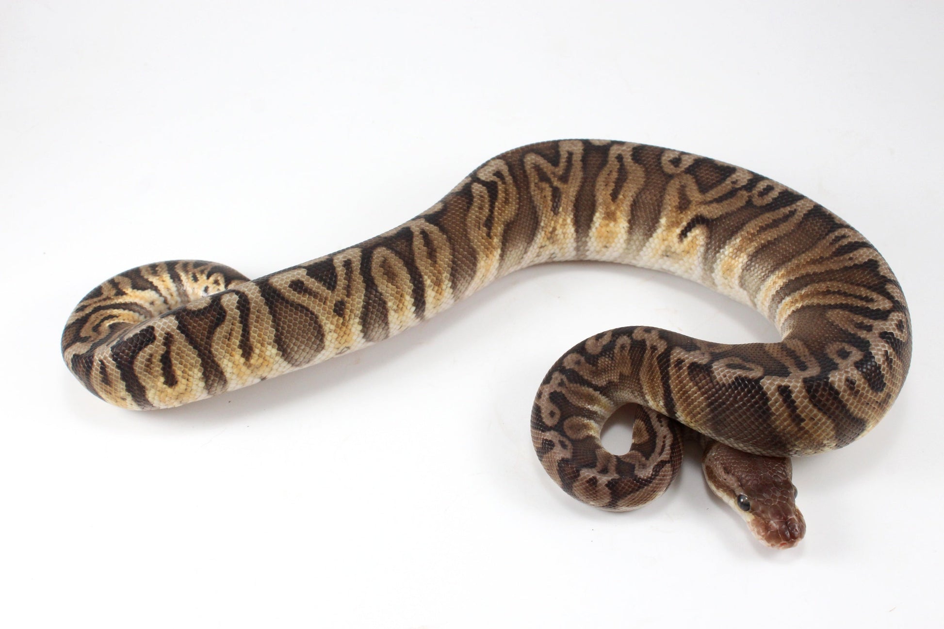 Pastel YB HGW GHO h. OG All Reptiles