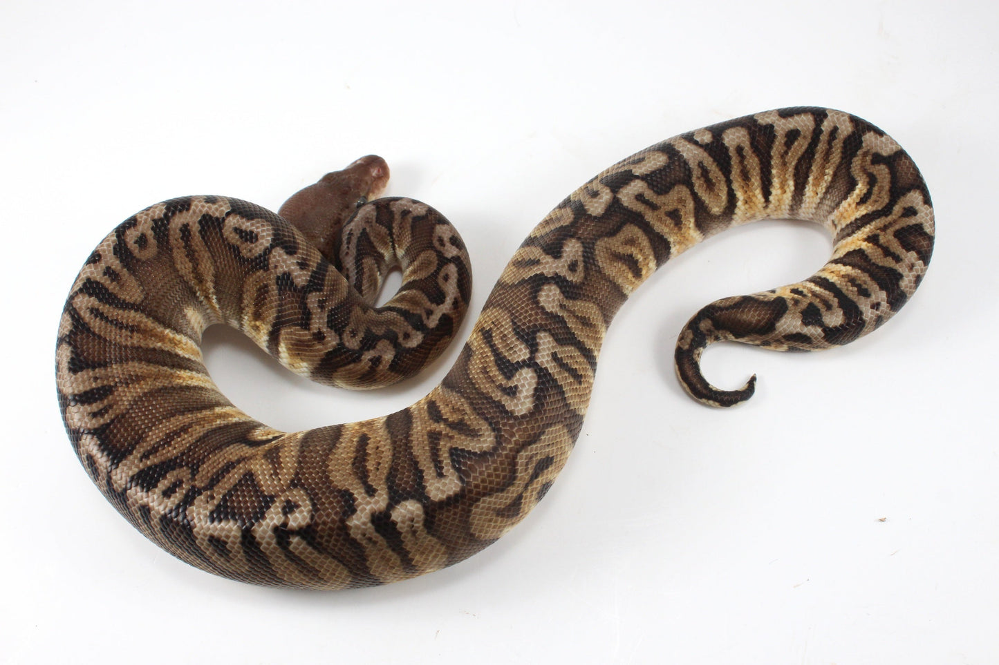 Pastel YB HGW GHO h. OG All Reptiles