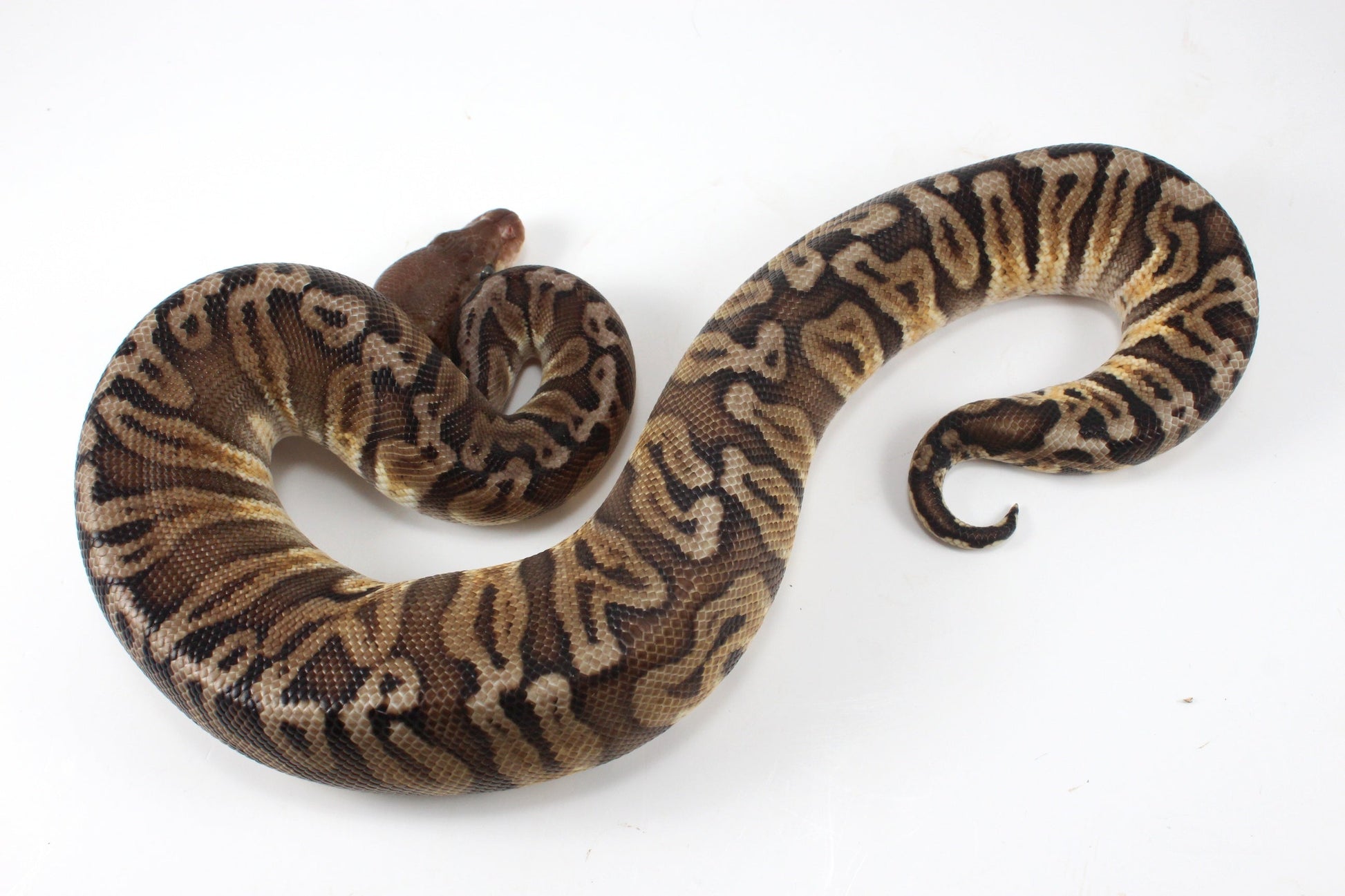 Pastel YB HGW GHO h. OG All Reptiles