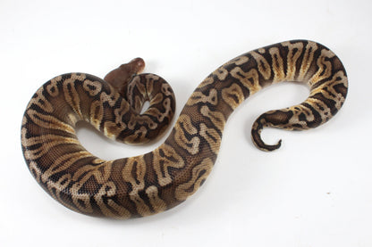 Pastel YB HGW GHO h. OG All Reptiles