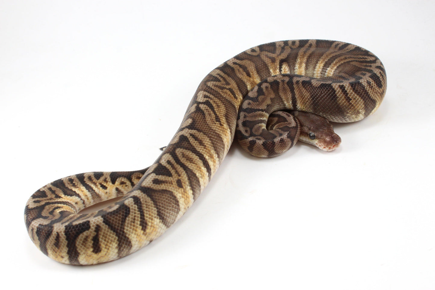 Pastel YB HGW GHO h. OG All Reptiles