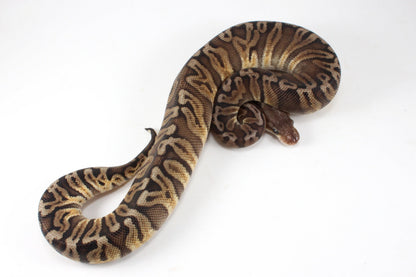 Pastel YB HGW GHO h. OG All Reptiles