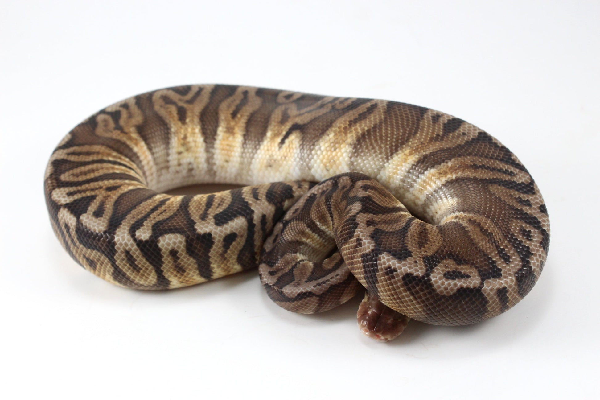 Pastel YB HGW GHO h. OG All Reptiles