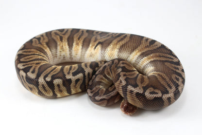 Pastel YB HGW GHO h. OG All Reptiles