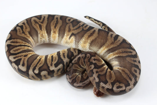 Pastel YB HGW GHO h. OG All Reptiles