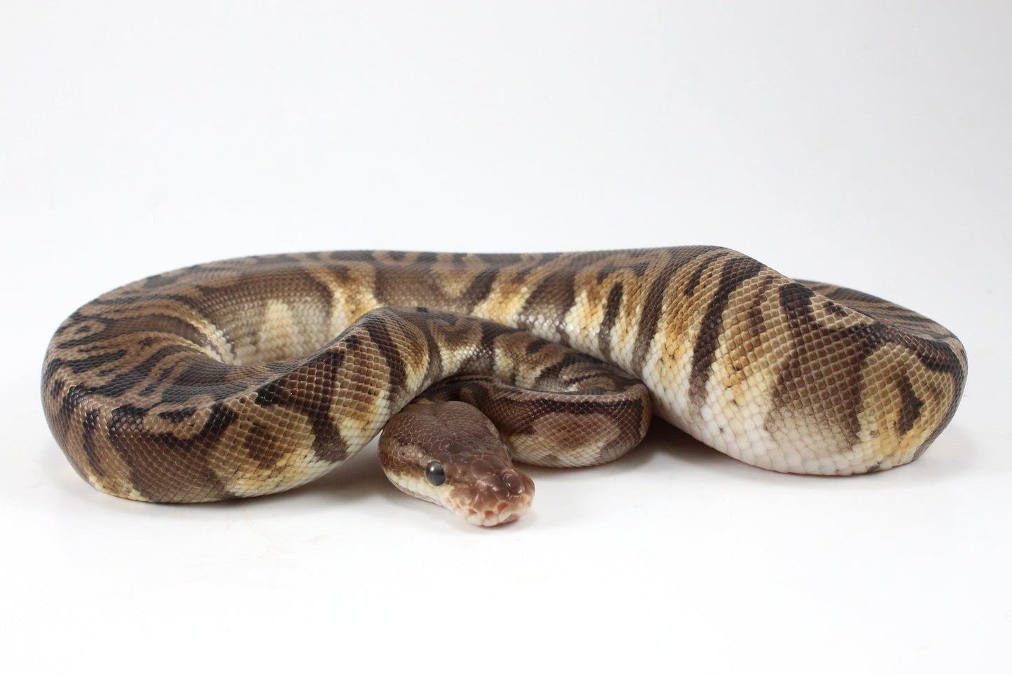 Pastel YB HGW GHO h. OG All Reptiles