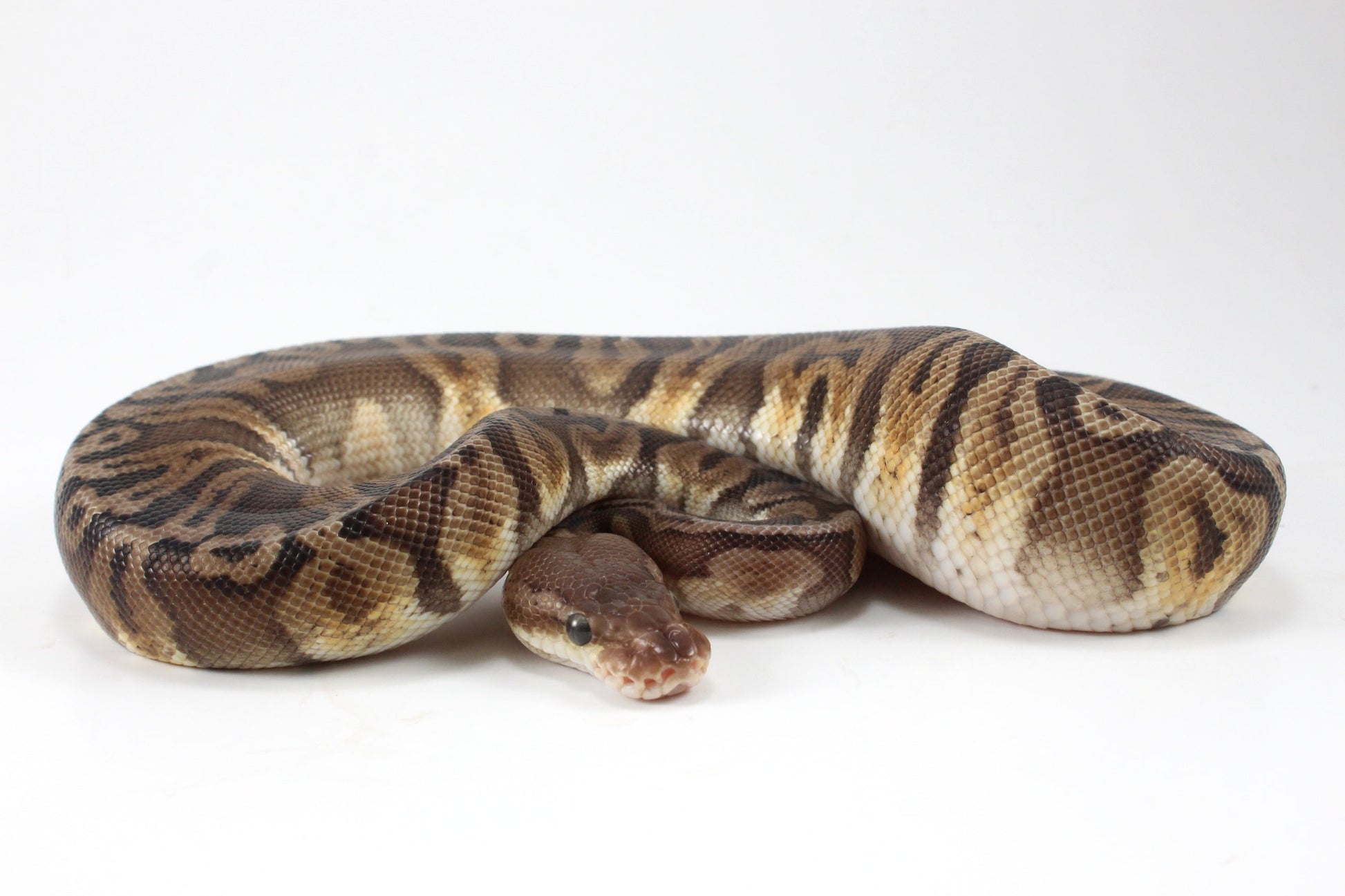 Pastel YB HGW GHO h. OG All Reptiles
