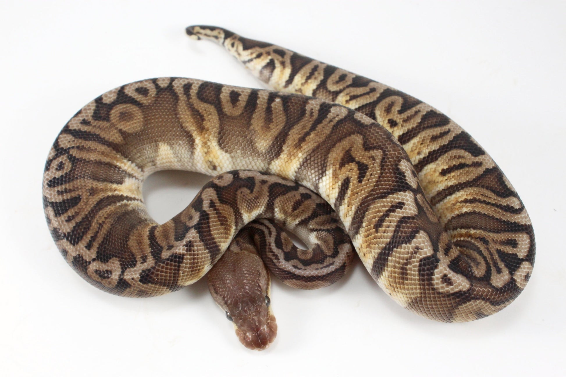 Pastel YB HGW GHI h. OG Ball Python All Reptiles