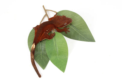 Red Crested Gecko All Reptiles