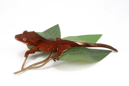Red Crested Gecko All Reptiles