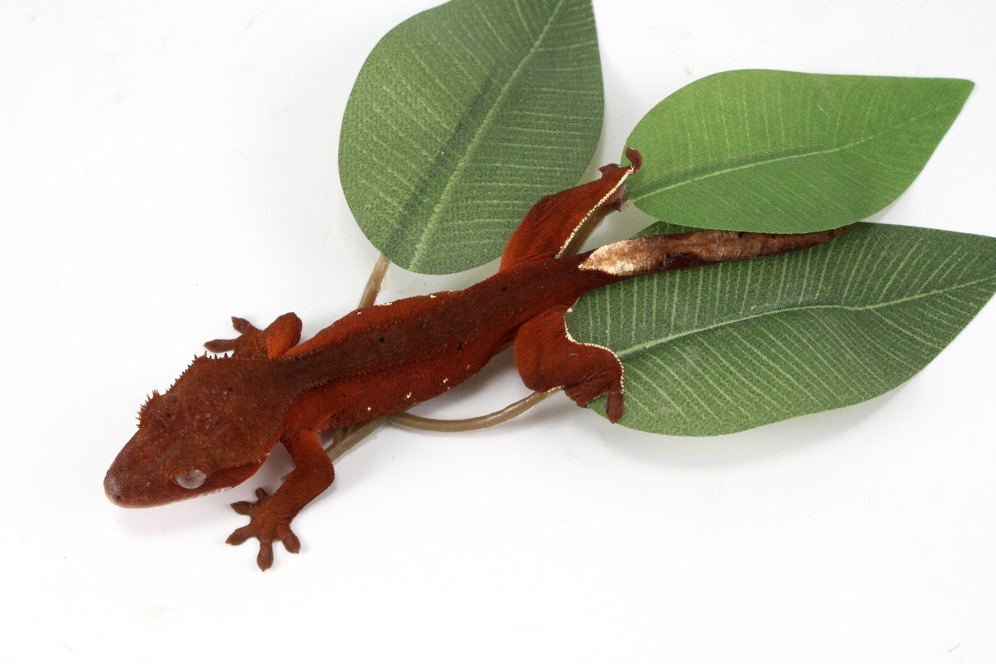 Red Crested Gecko All Reptiles
