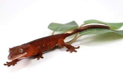 Red Crested Gecko All Reptiles