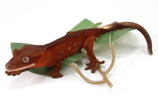 Red Crested Gecko All Reptiles