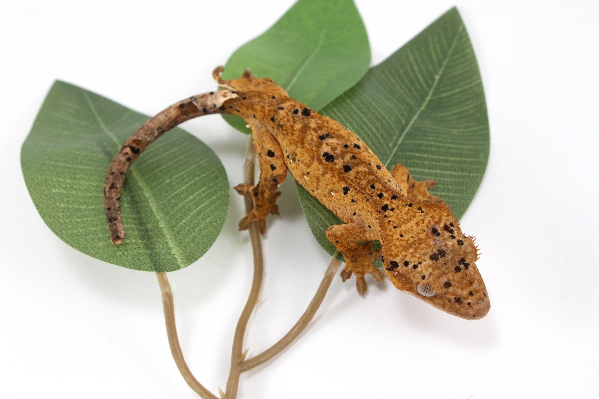 Yellow Tiger Super Dalmatian Crested Gecko All Reptiles