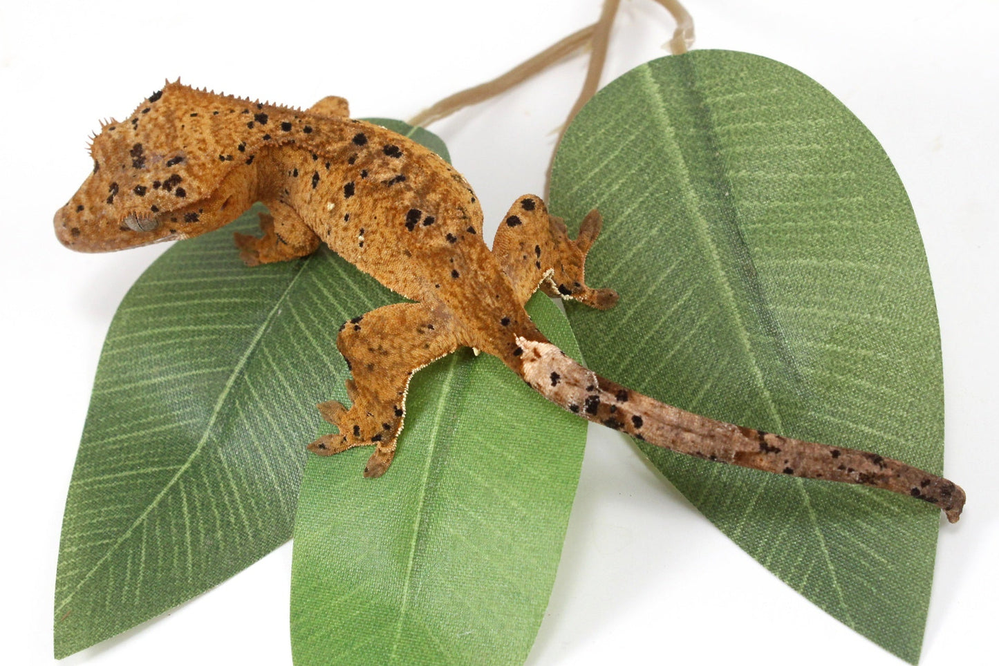 Yellow Tiger Super Dalmatian Crested Gecko All Reptiles