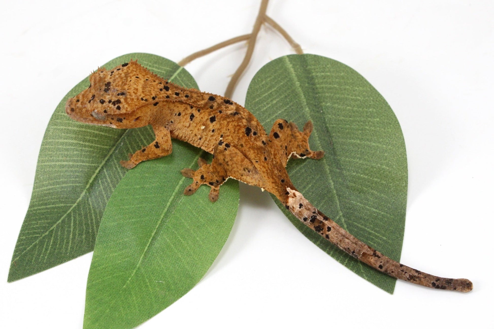 Yellow Tiger Super Dalmatian Crested Gecko All Reptiles