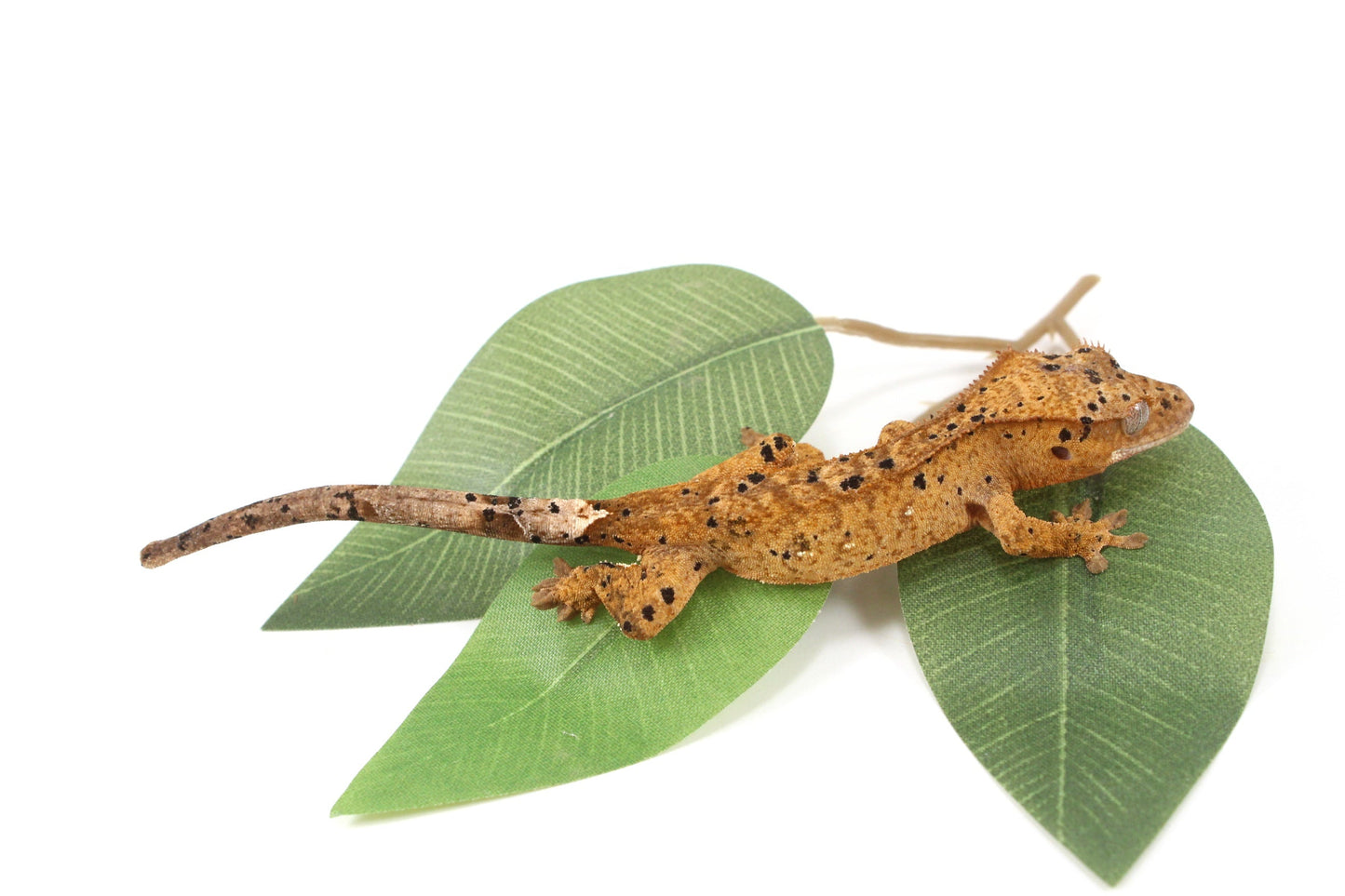 Yellow Tiger Super Dalmatian Crested Gecko All Reptiles
