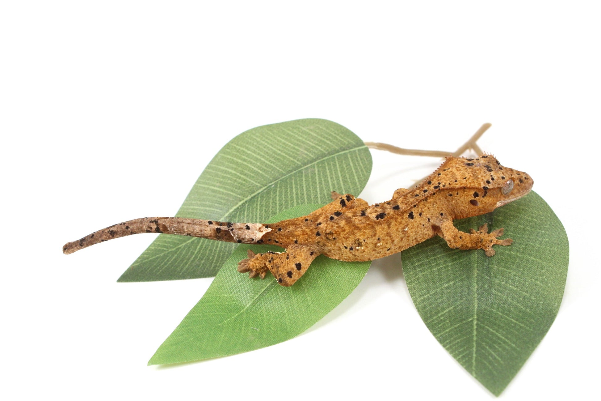 Yellow Tiger Super Dalmatian Crested Gecko All Reptiles
