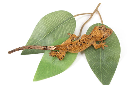 Yellow Tiger Super Dalmatian Crested Gecko All Reptiles