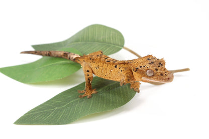 Yellow Tiger Super Dalmatian Crested Gecko All Reptiles