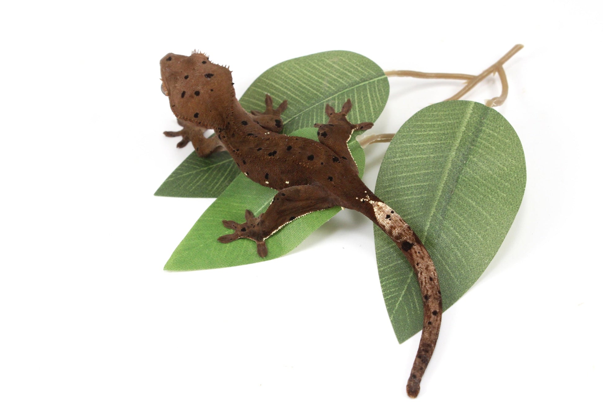 Super Dalmatian Crested Gecko All Reptiles