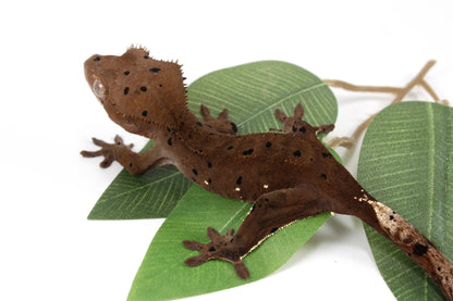 Super Dalmatian Crested Gecko All Reptiles