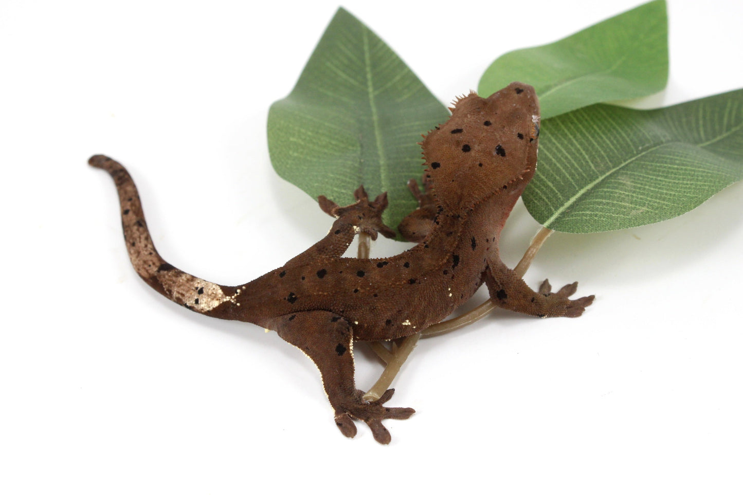 Super Dalmatian Crested Gecko All Reptiles
