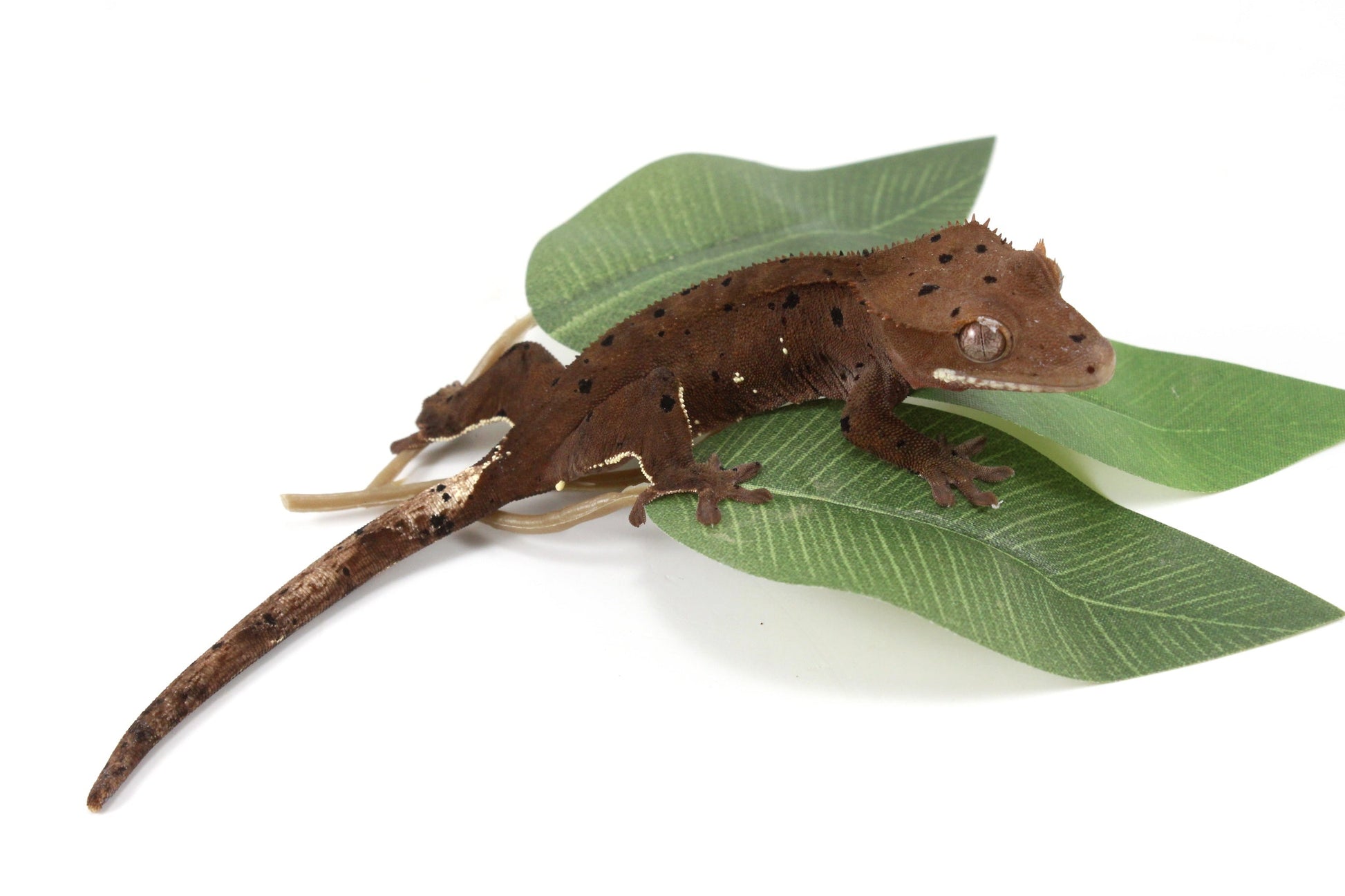 Super Dalmatian Crested Gecko All Reptiles