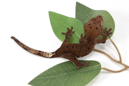 Super Dalmatian Crested Gecko All Reptiles