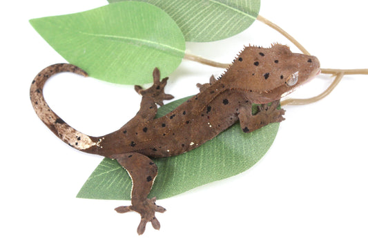 Super Dalmatian Crested Gecko All Reptiles