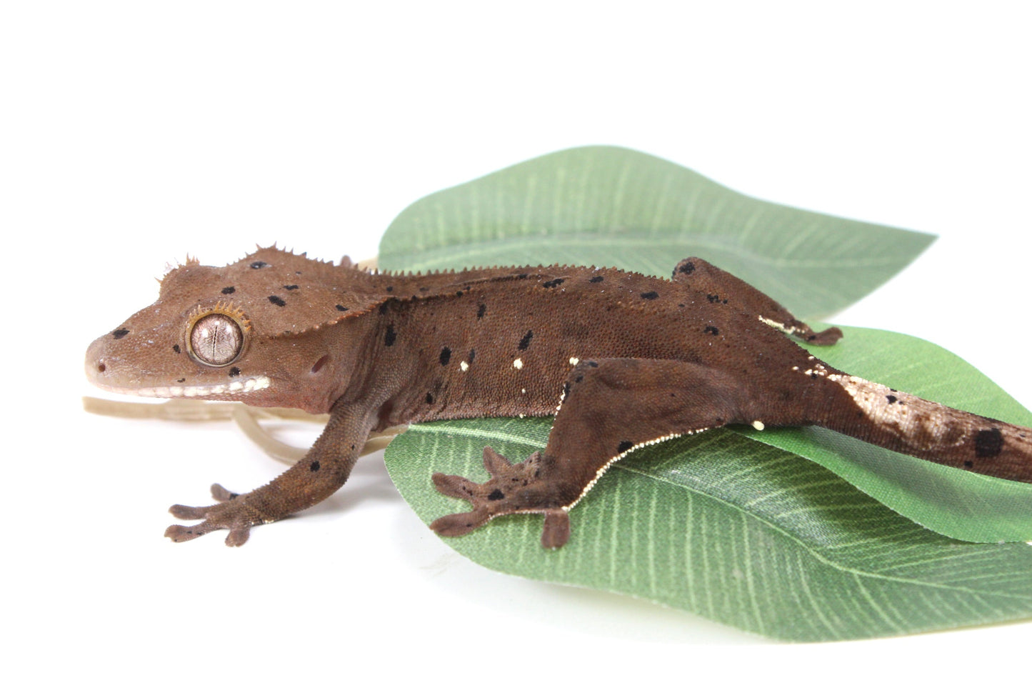 Super Dalmatian Crested Gecko All Reptiles